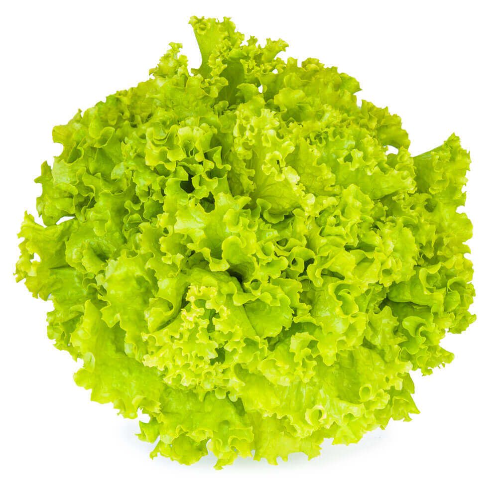 Alface Crespa Hidropônica Hasegawa 300g